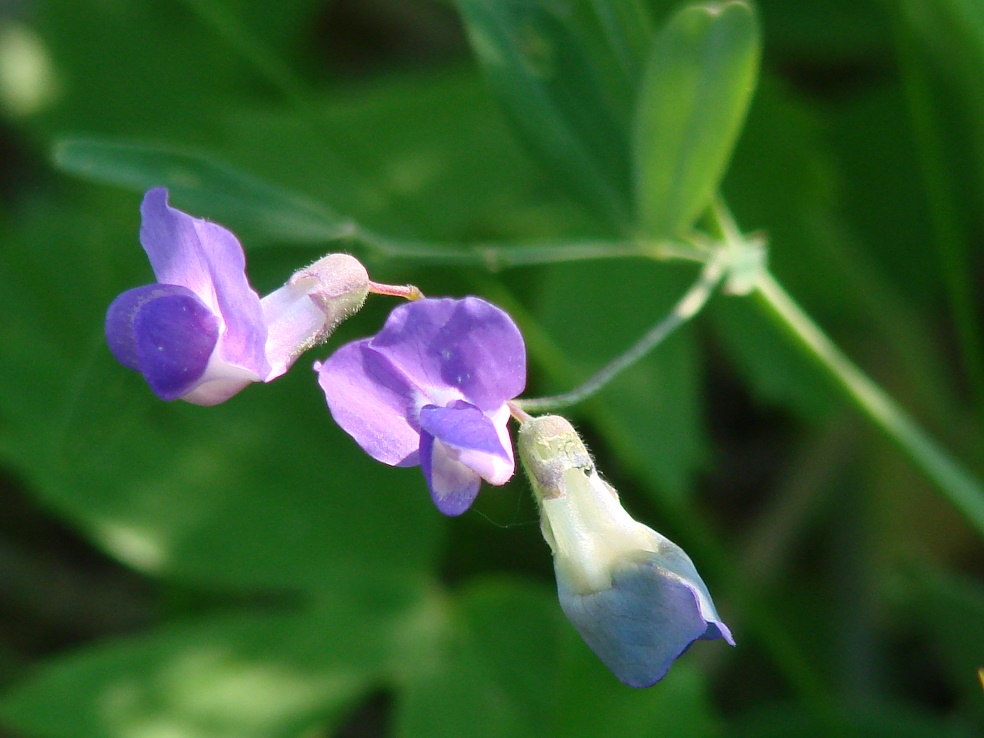 Image of Lathyrus pilosus specimen.