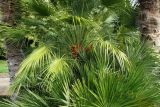 Chamaerops humilis. Плодоносящее растение между стволами Trachycarpus fortunei. Крым, Южный Берег, Партенит, парк ЛОК \"Айвазовское\". 18.10.2015.