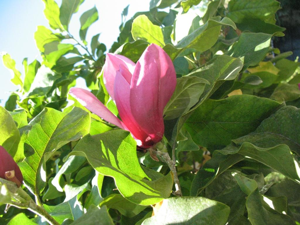 Image of genus Magnolia specimen.