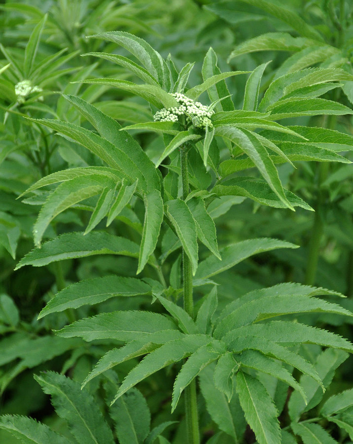 Изображение особи Sambucus ebulus.