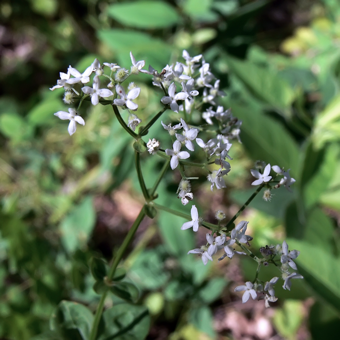 Изображение особи Galium platygalium.