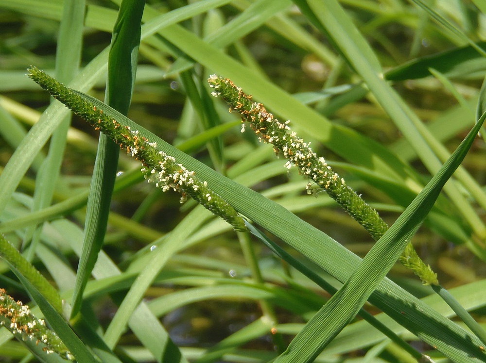 Image of Alopecurus aequalis specimen.