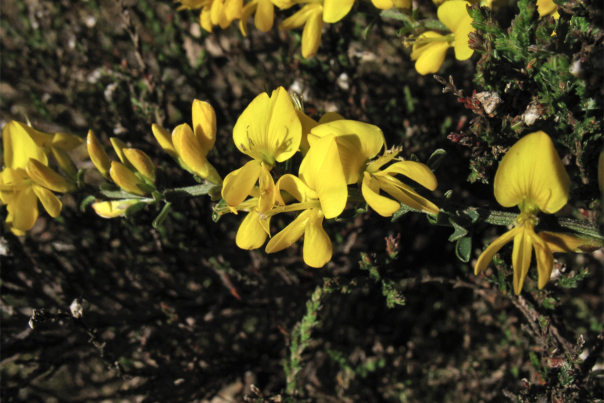 Изображение особи Genista pilosa.