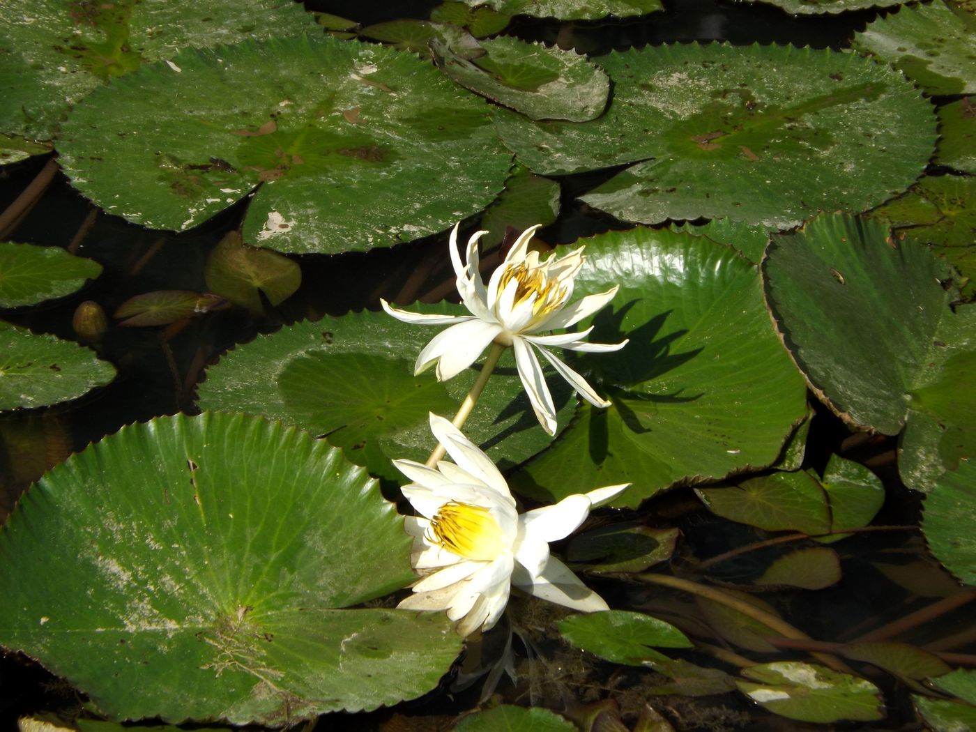 Image of Nymphaea lotus var. pubescens specimen.