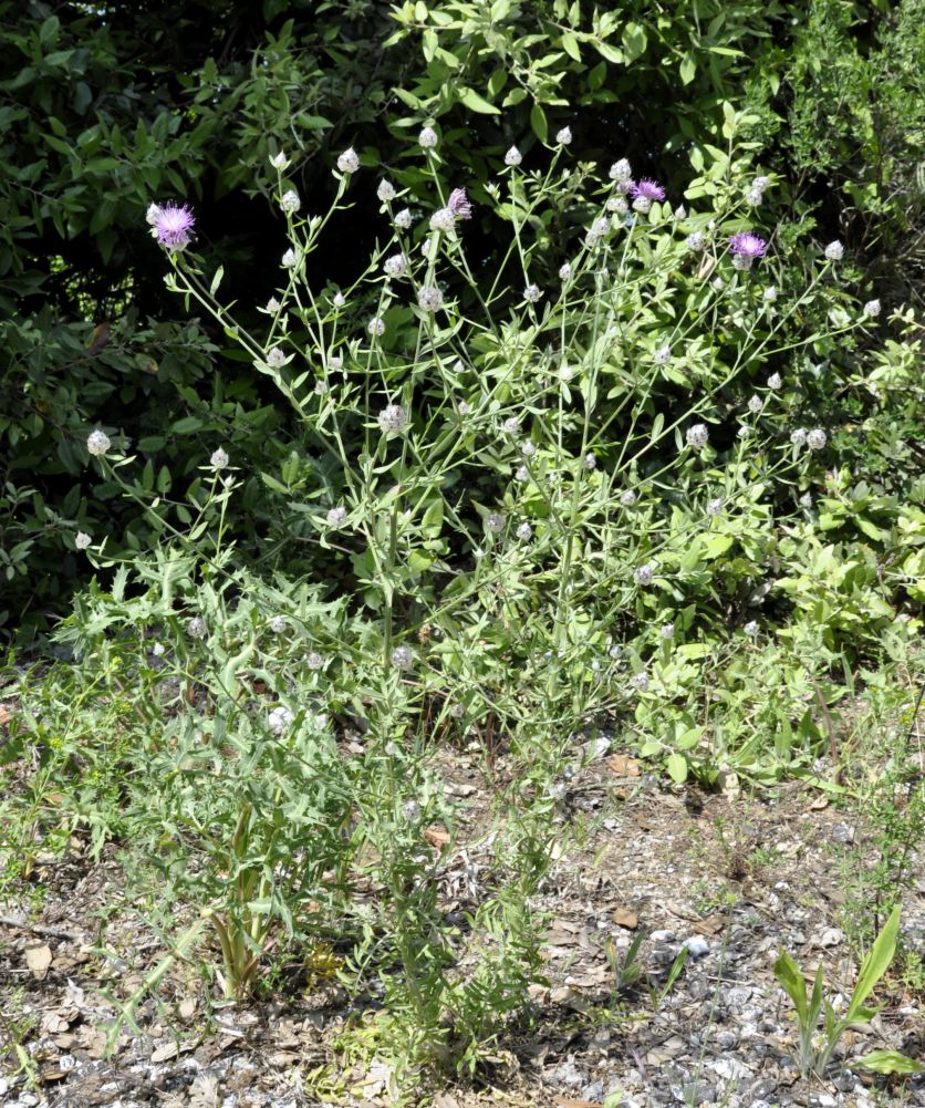 Image of Centaurea deusta specimen.