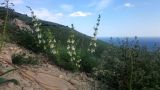 Salvia scabiosifolia. Цветущее растение. Крым, окр. г. Феодосия, гора Тепе-Оба, южный каменистый склон. Апрель 2015 г.