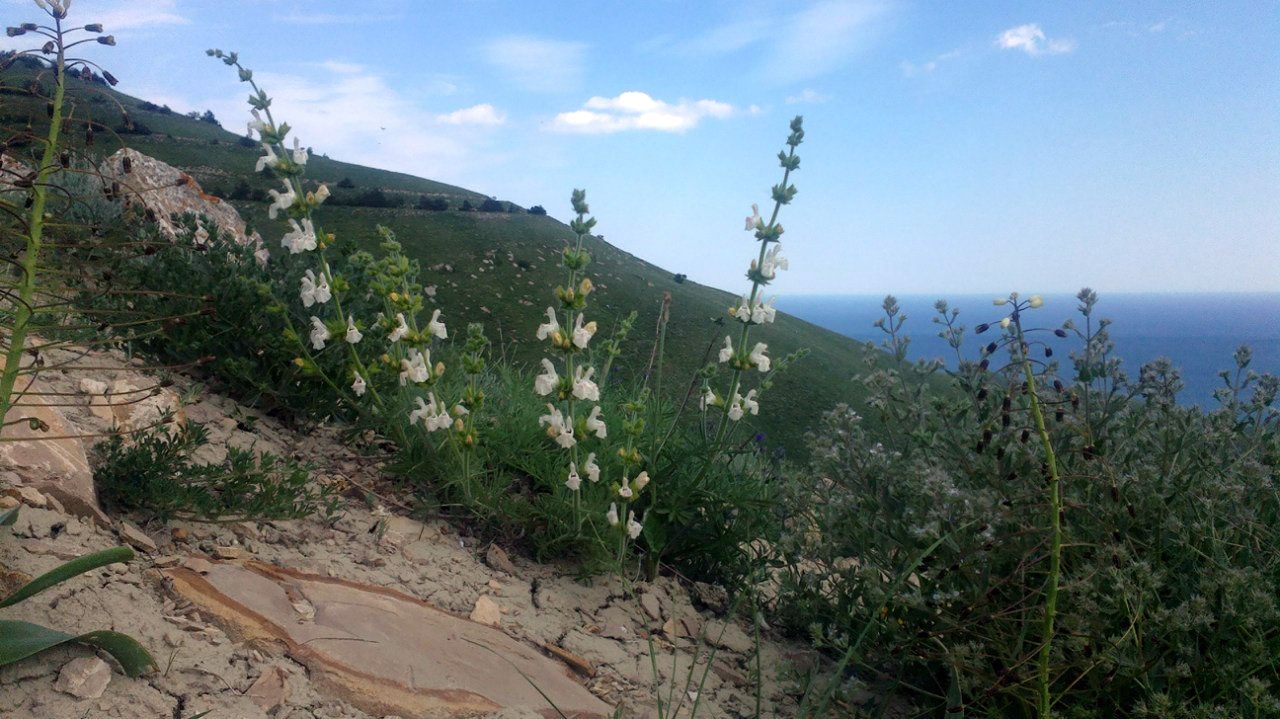 Image of Salvia scabiosifolia specimen.