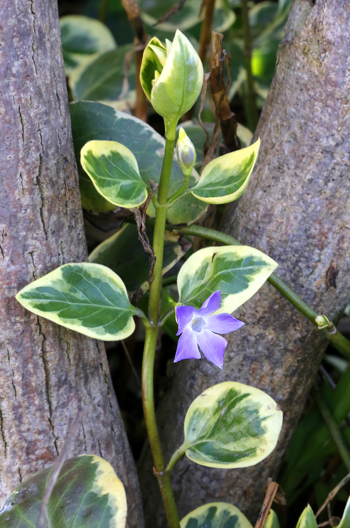 Image of Vinca major specimen.