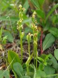 Platanthera oligantha. Верхушки отцветающих растений в сообществе с Salix. Магаданская обл., Ольский р-н, Ольское шоссе, среди кустарников. 15.07.2013.