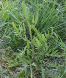 Papaver rhoeas