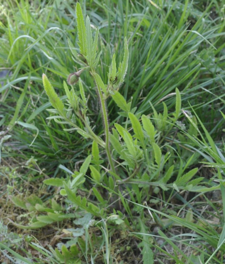 Изображение особи Papaver rhoeas.