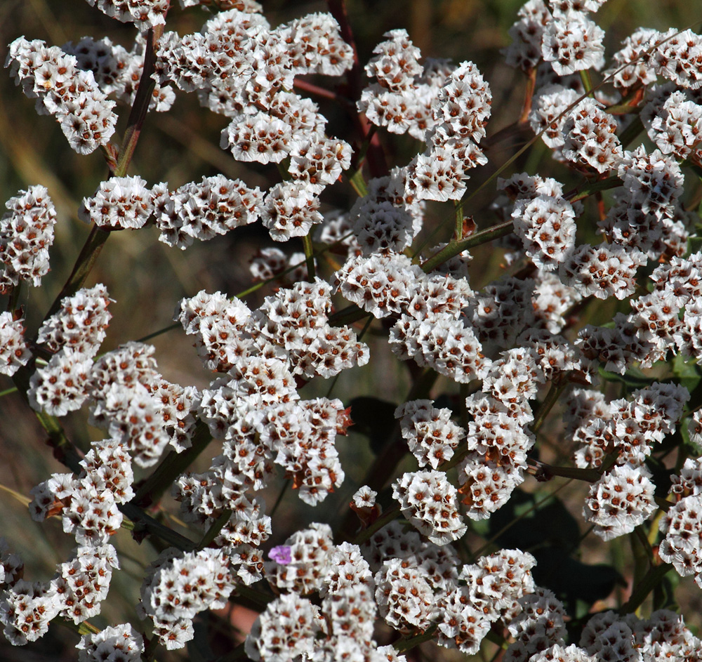 Изображение особи Goniolimon speciosum.