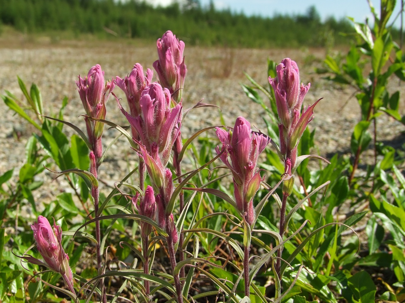 Изображение особи Castilleja rubra.