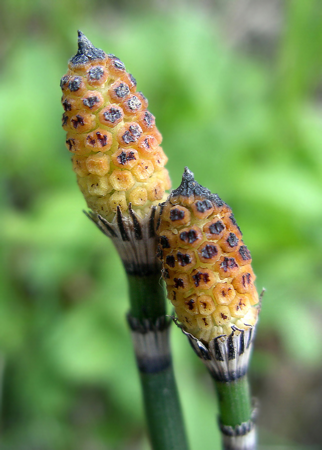 Изображение особи Equisetum hyemale.