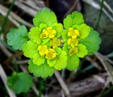 Chrysosplenium alternifolium. Верхушка цветущего растения. Московская обл., Раменский р-н, окр. дер. Хрипань, садовый участок. 30.04.2017.