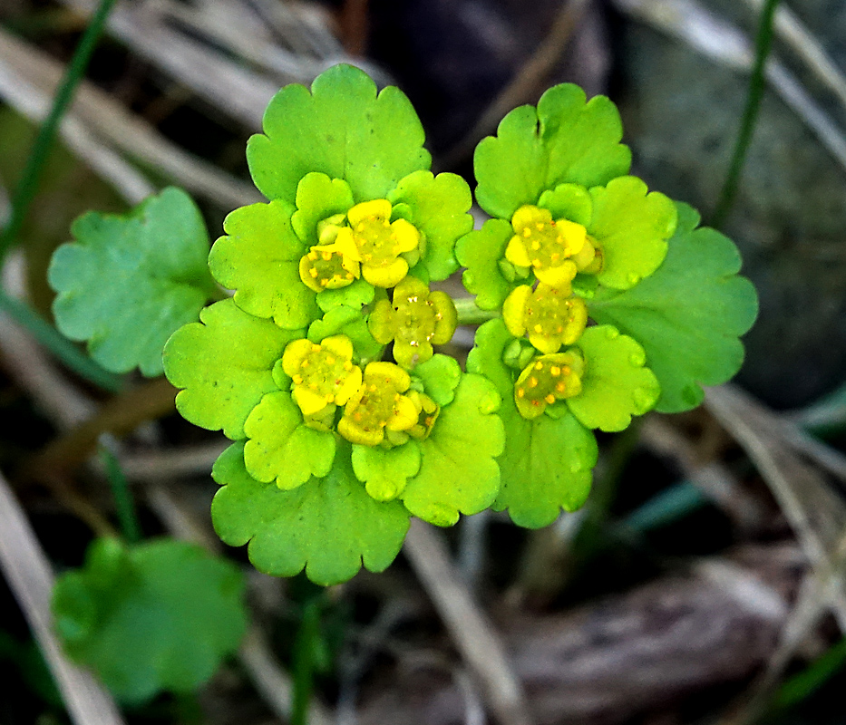 Image of Chrysosplenium alternifolium specimen.