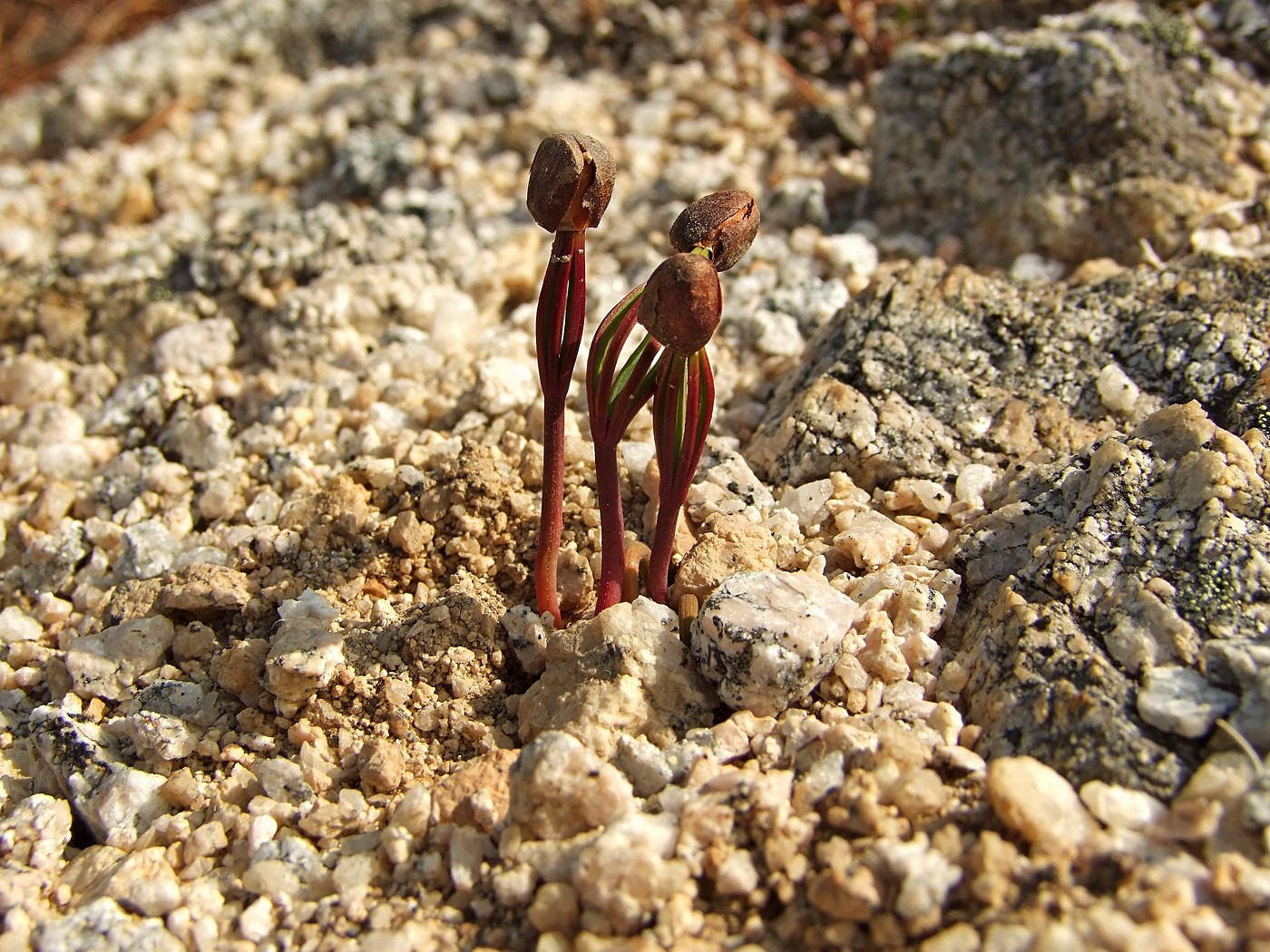 Image of Pinus pumila specimen.
