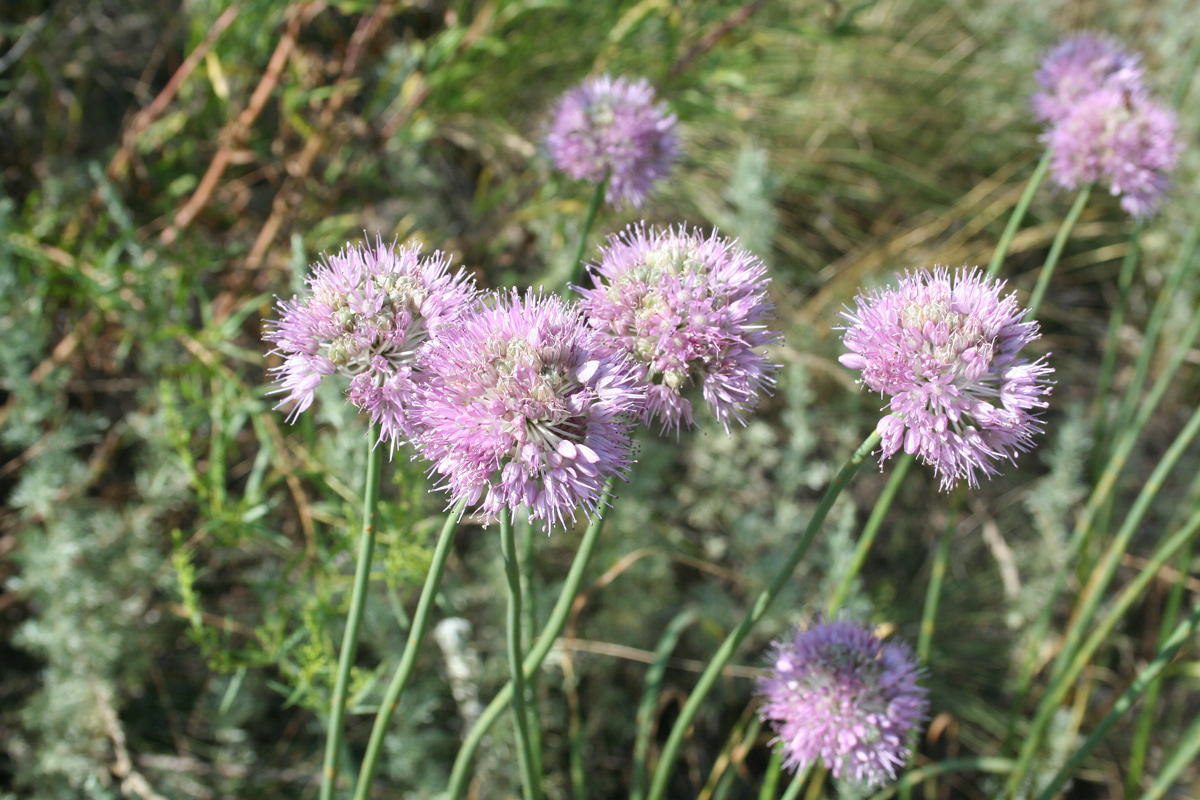 Изображение особи Allium caricifolium.