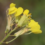 Erysimum canescens. Соцветие с завязавшимися плодами. Ростовская обл., Неклиновский р-н, Фёдоровское с/п, дол. р. Мокрый Еланчик, на каменистом склоне. 22.05.2017.