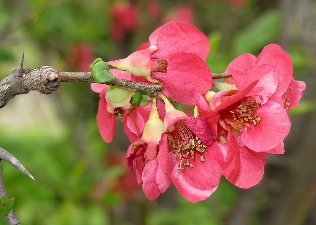 Image of Chaenomeles speciosa specimen.