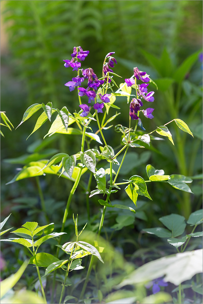 Изображение особи Lathyrus vernus.