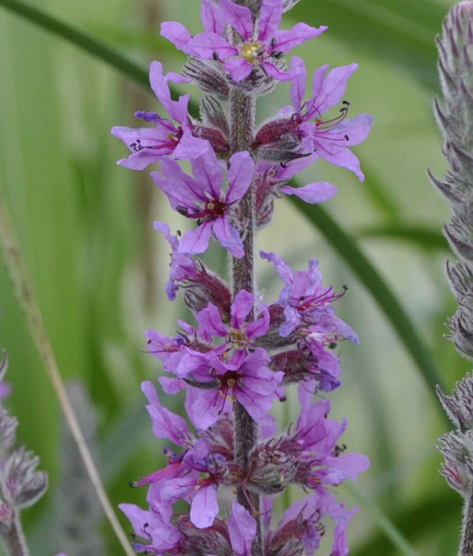 Image of Lythrum tomentosum specimen.