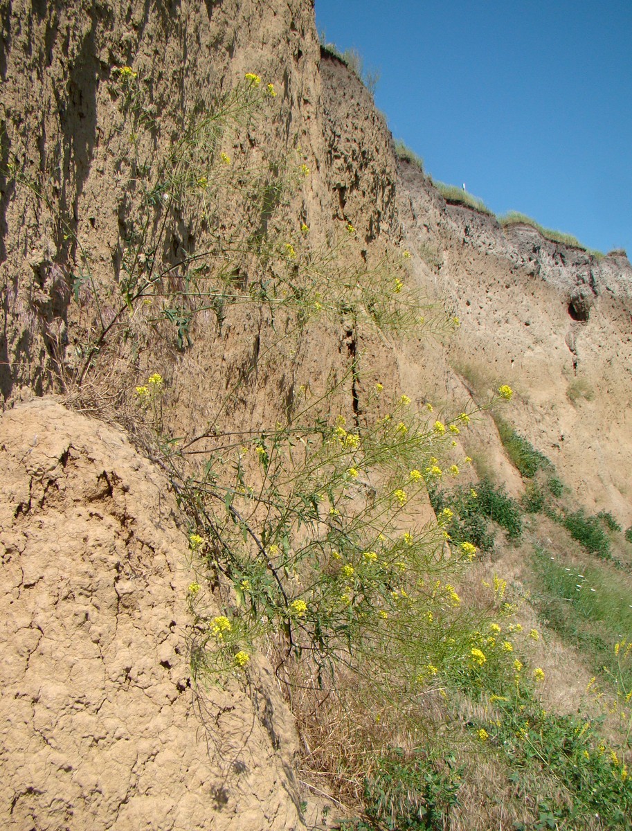 Image of Sisymbrium loeselii specimen.