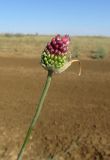 Allium regelianum. Верхушка расцветающего растения. Крым, Керченский п-ов, окр. мыса Чауда, опустыненная степь. 25 июня 2017 г.