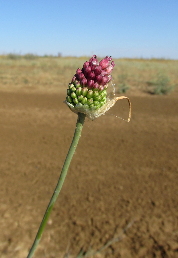 Image of Allium regelianum specimen.