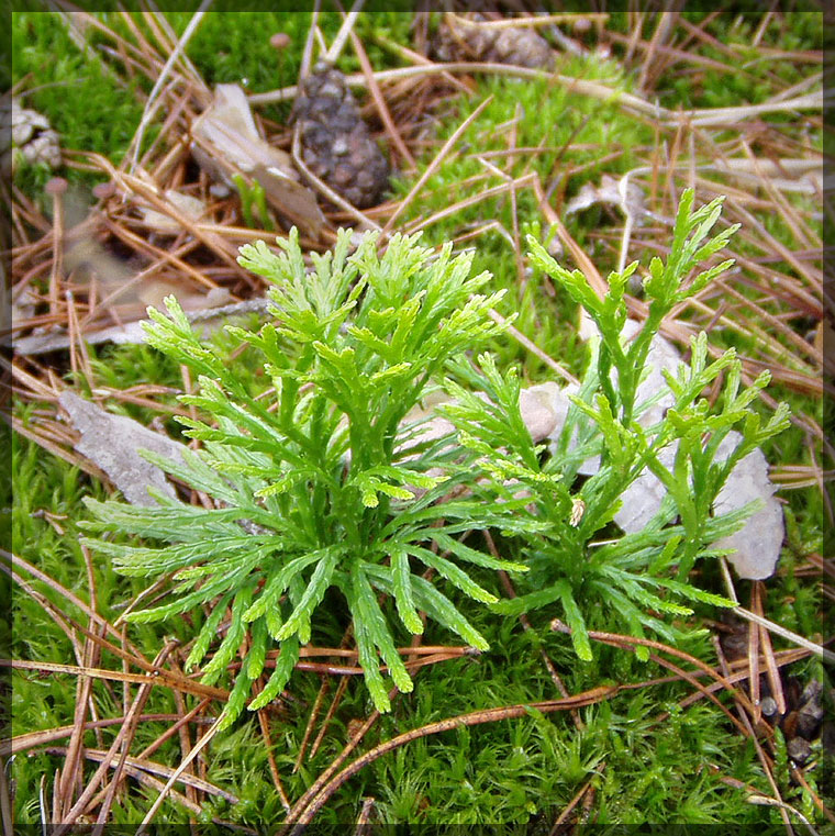 Изображение особи Diphasiastrum complanatum.