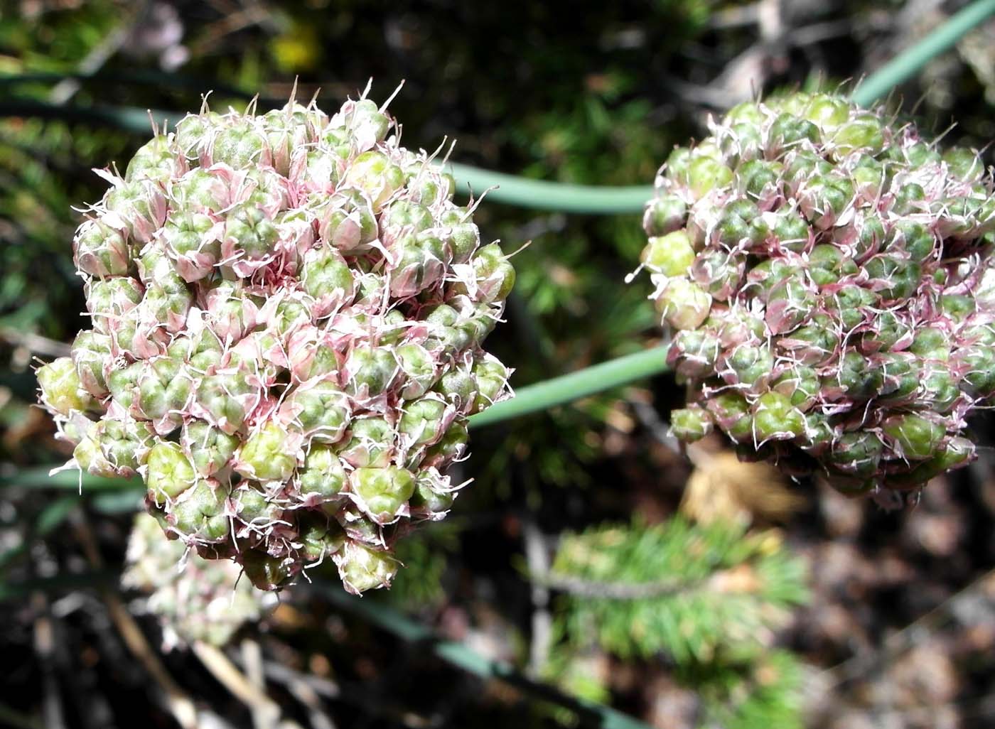 Image of Allium strictum specimen.