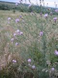 Centaurea diffusa