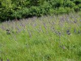 Salvia nutans