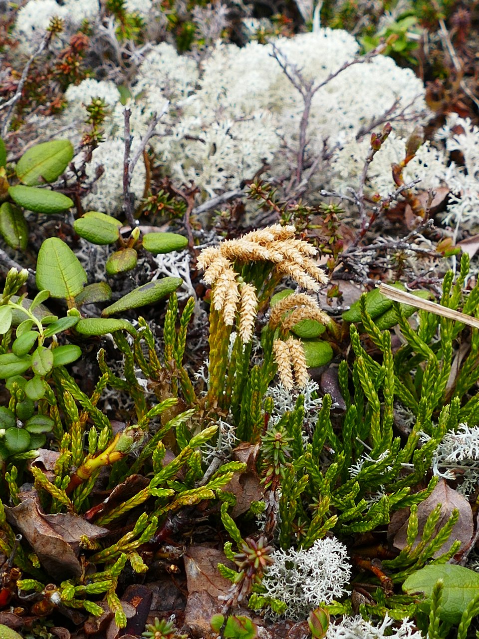 Изображение особи Diphasiastrum alpinum.