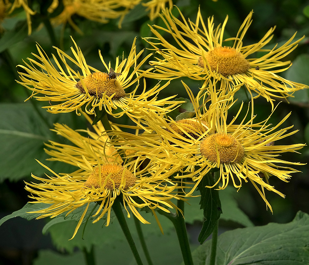 Изображение особи Telekia speciosa.