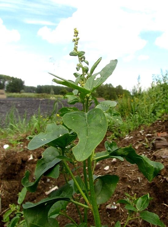 Image of genus Chenopodium specimen.
