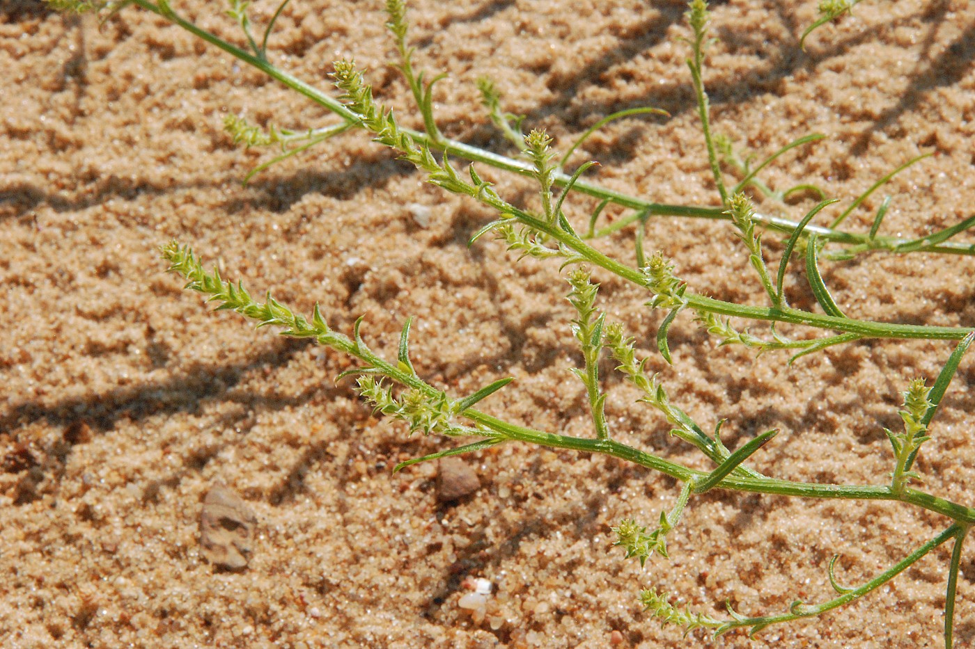 Image of Corispermum hyssopifolium specimen.