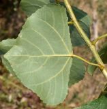 Populus italica