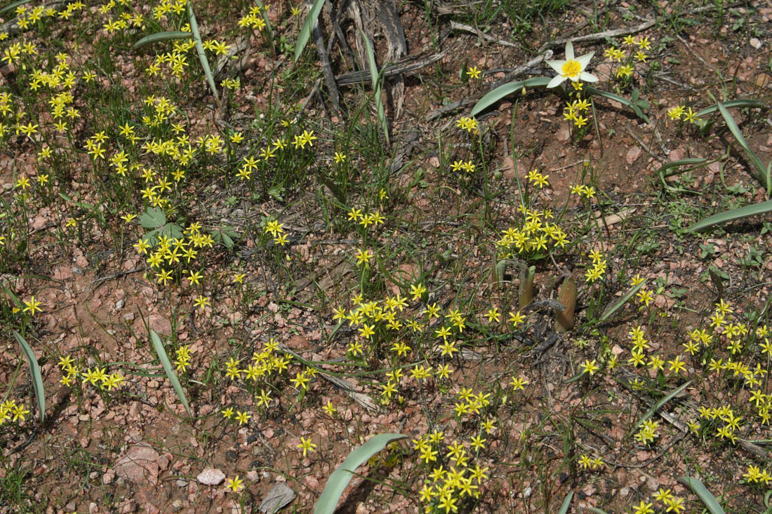 Image of Gagea tenera specimen.