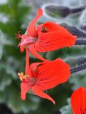 Pelargonium fulgidum