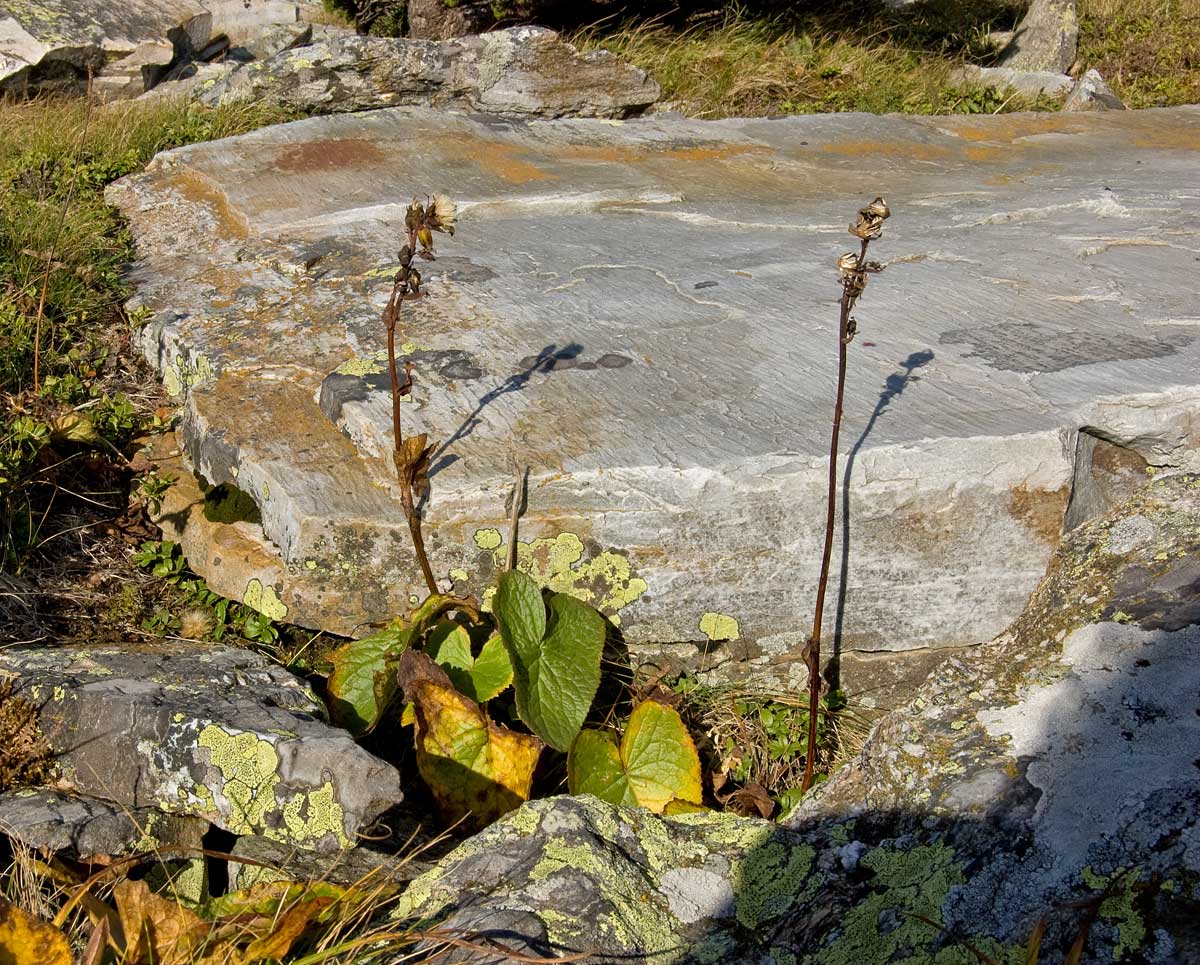 Изображение особи Ligularia sibirica.