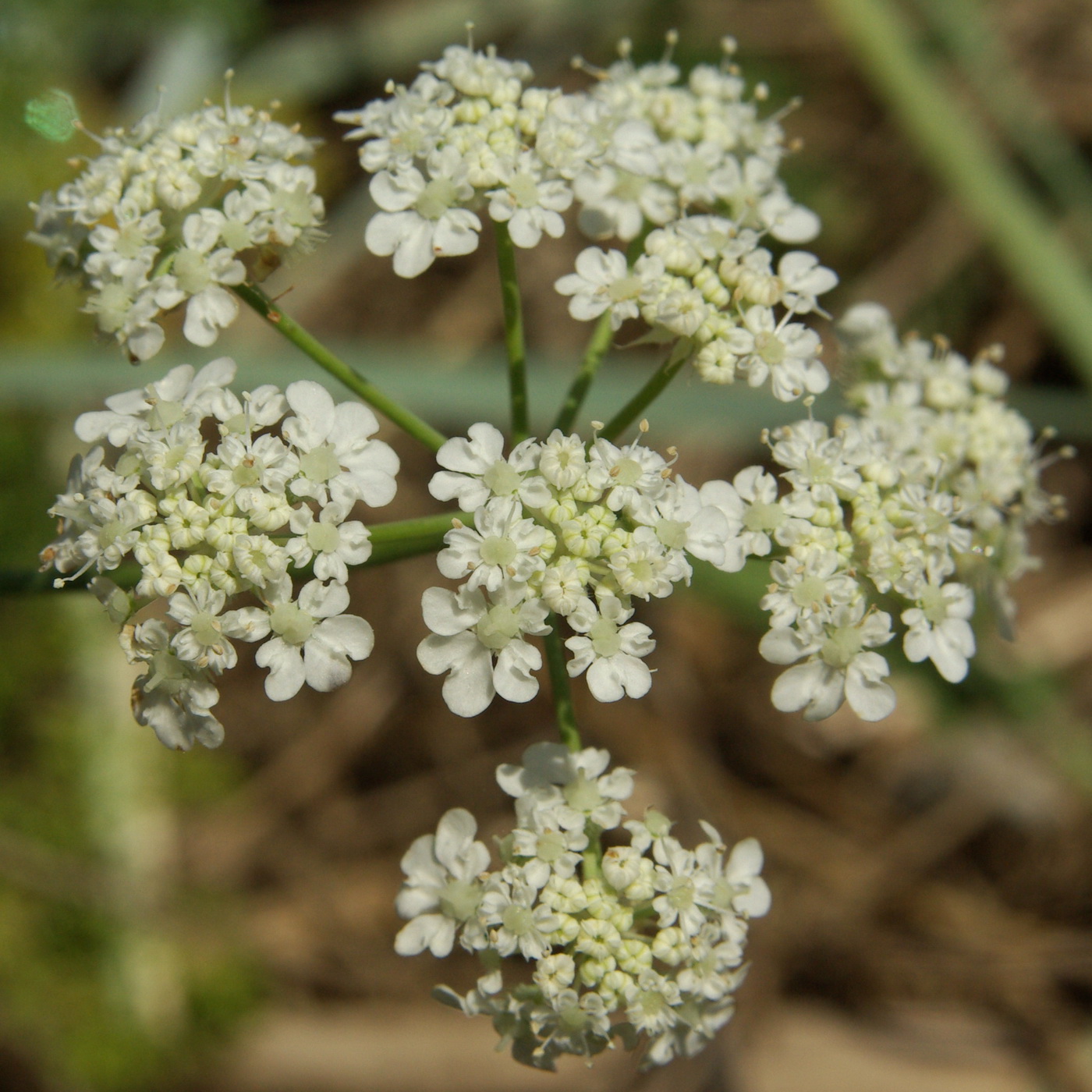 Изображение особи Astrodaucus littoralis.