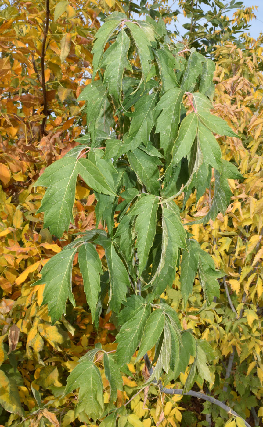 Image of Acer negundo specimen.