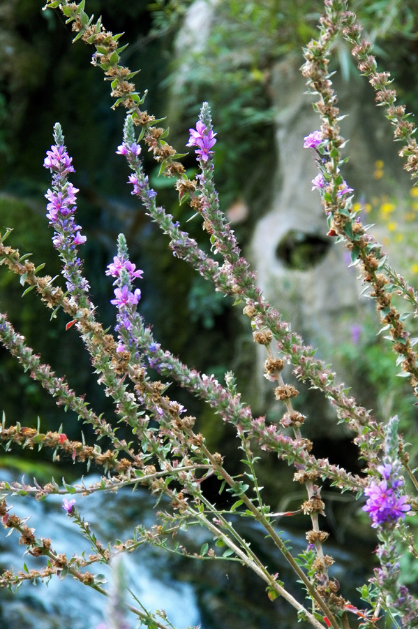 Изображение особи Lythrum salicaria.