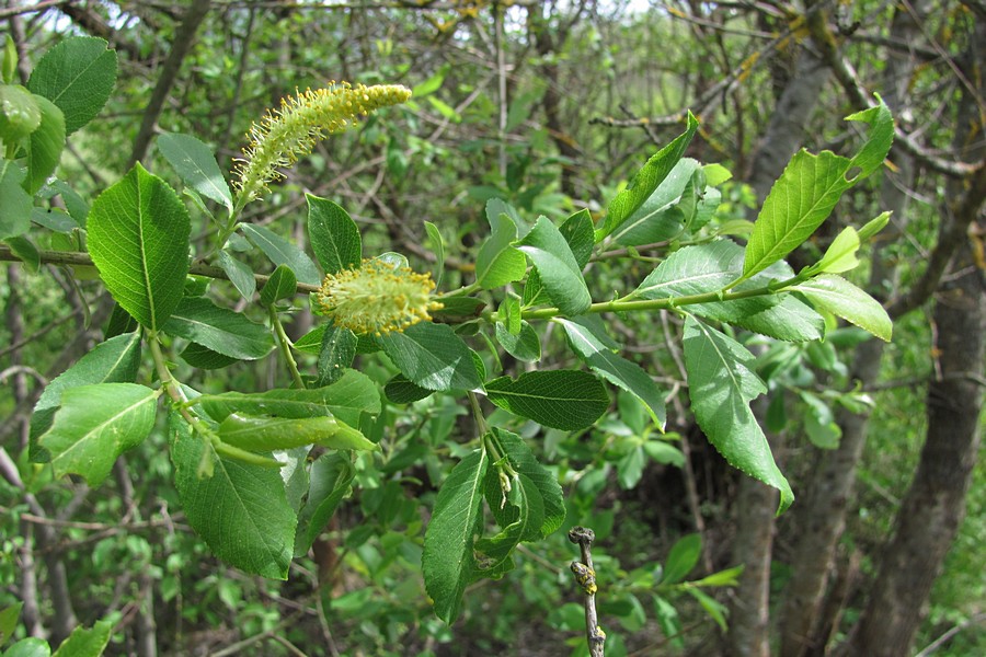 Image of Salix triandra var. glaucophylla specimen.