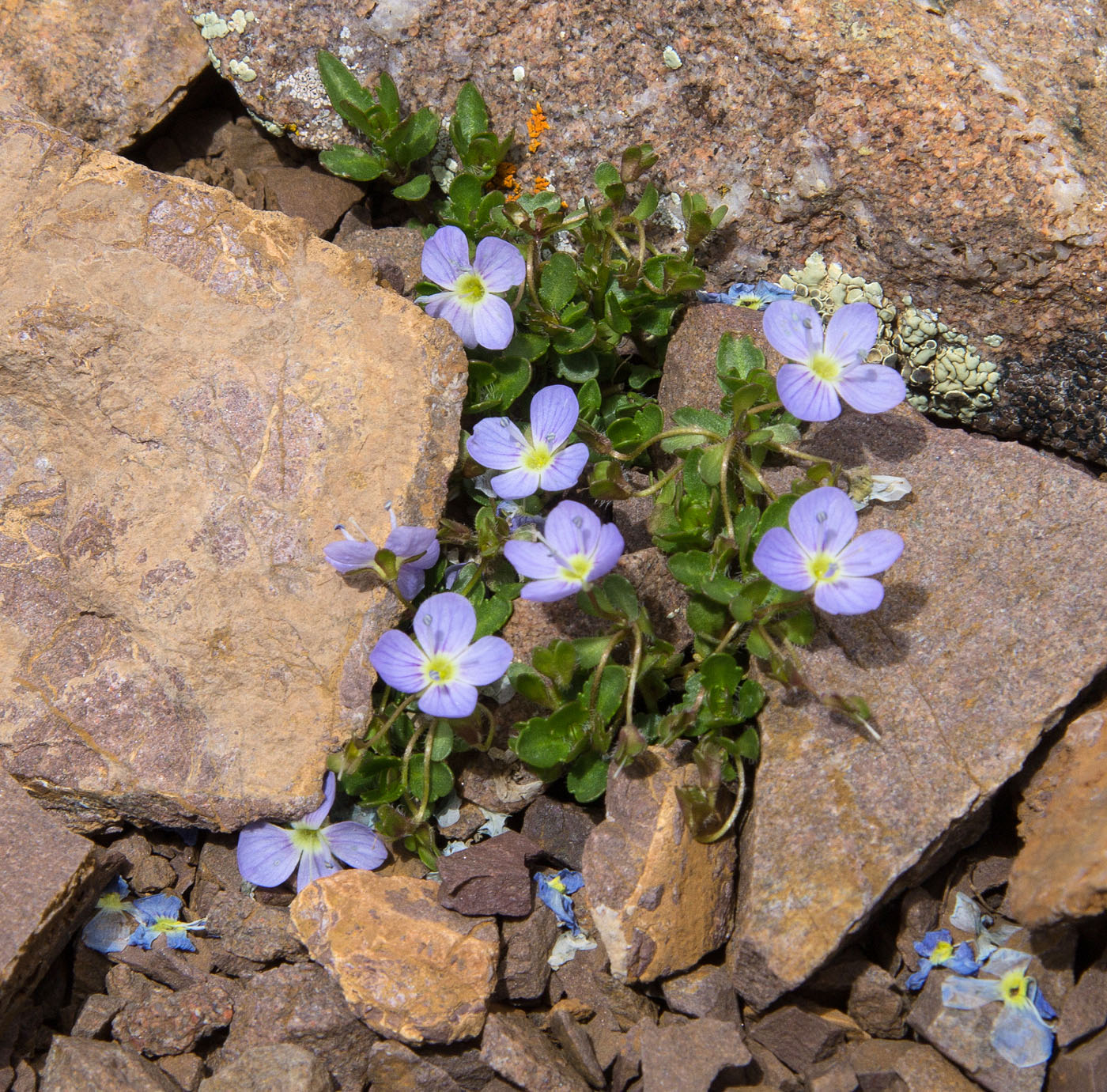 Image of Veronica minuta specimen.
