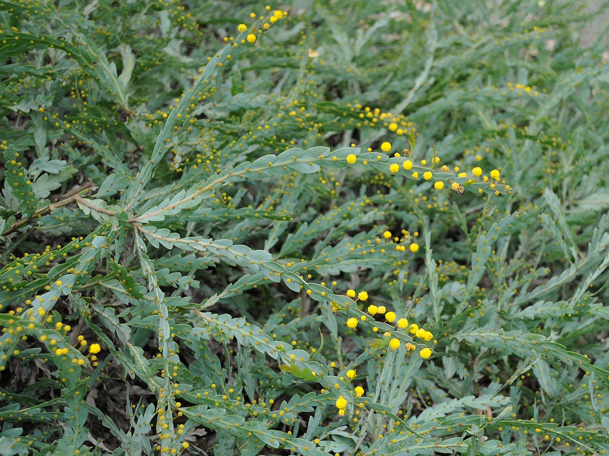 Image of Acacia glaucoptera specimen.