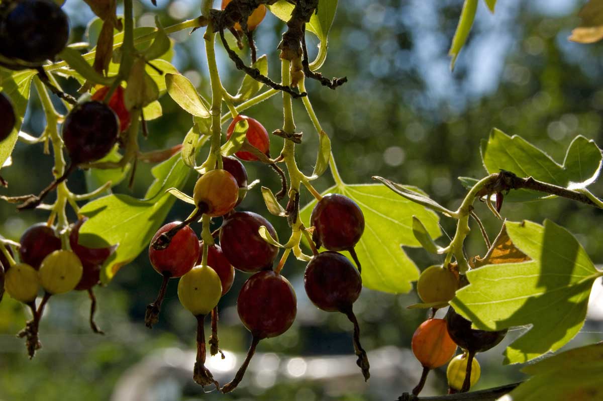 Image of Ribes aureum specimen.