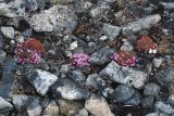 Douglasia ochotensis