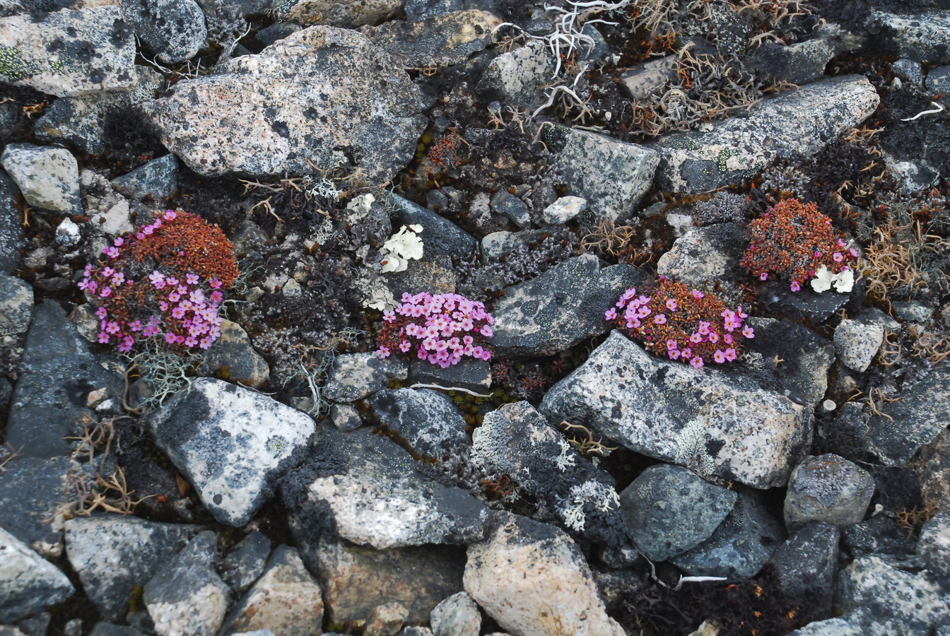 Изображение особи Douglasia ochotensis.